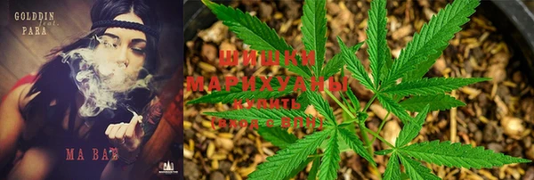 прущие грибы Наволоки